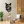 Pets